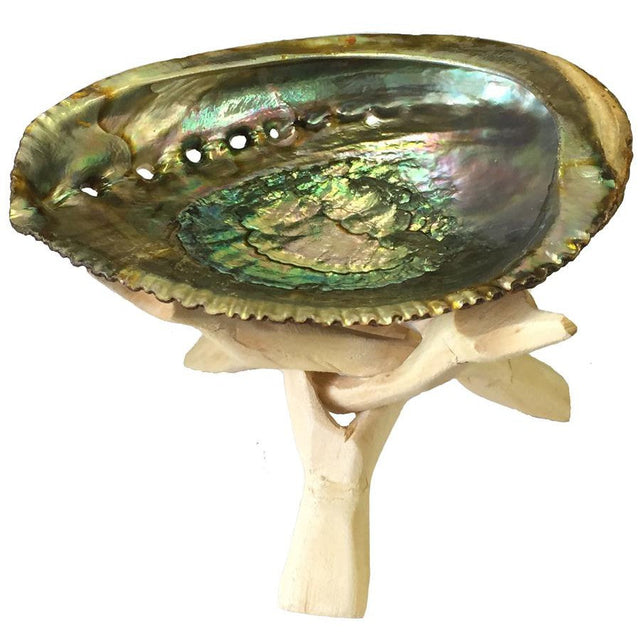 5-6" Abalone Shell with Natural Wooden Tripod - Magick Magick.com