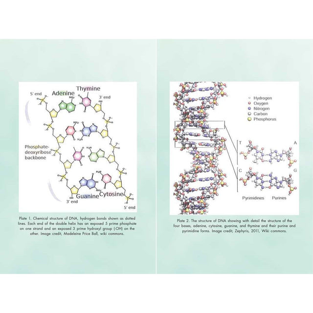 Activating Our 12-Stranded DNA by Ruslana Remennikova - Magick Magick.com