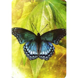 Butterfly Affirmations by Alana Fairchild, Jimmy Manton - Magick Magick.com