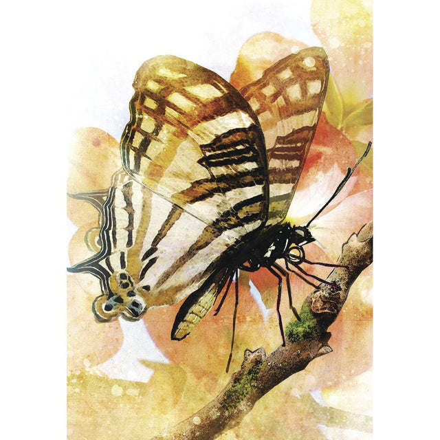 Butterfly Transformations Cards by Alana Fairchild, Jimmy Manton - Magick Magick.com