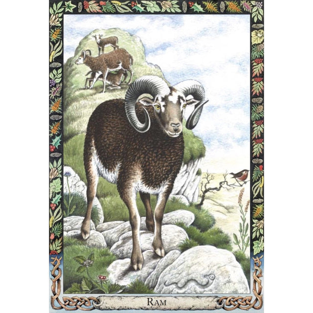 Druid Animal Oracle Deck (Bird) by Philip Carr-Gomm, Stephanie Carr-Gomm - Magick Magick.com