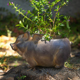 Flying Pig Planter Pot - Magick Magick.com