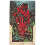 Santa Muerte Tarot Deck by Fabio Listrani - Magick Magick.com