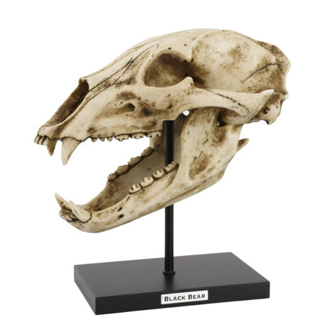 10.75" Black Bear Skull on Stand Statue - Magick Magick.com