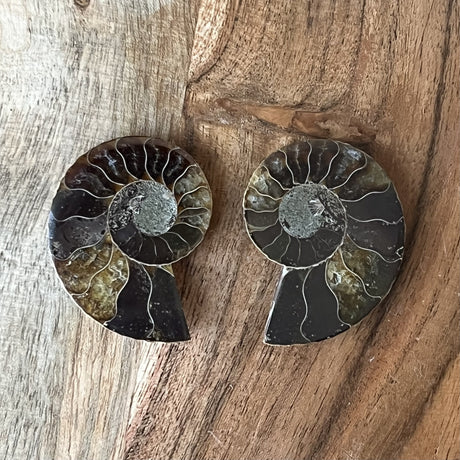 2" Ammonite Fossil Pair - Magick Magick.com
