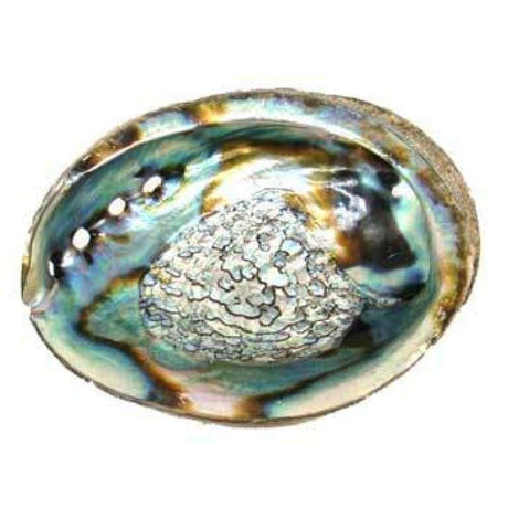 3" - 4" Abalone Shell Incense Burner - Magick Magick.com