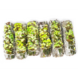 4" Green Sinuata & White Sage Smudge Stick - Magick Magick.com