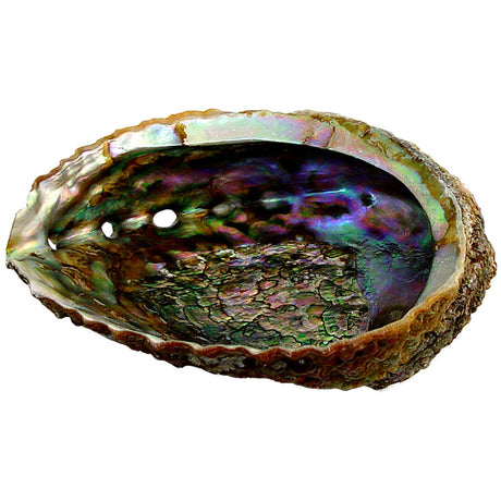5.5" Abalone Shell Incense Smudge Burner - Magick Magick.com